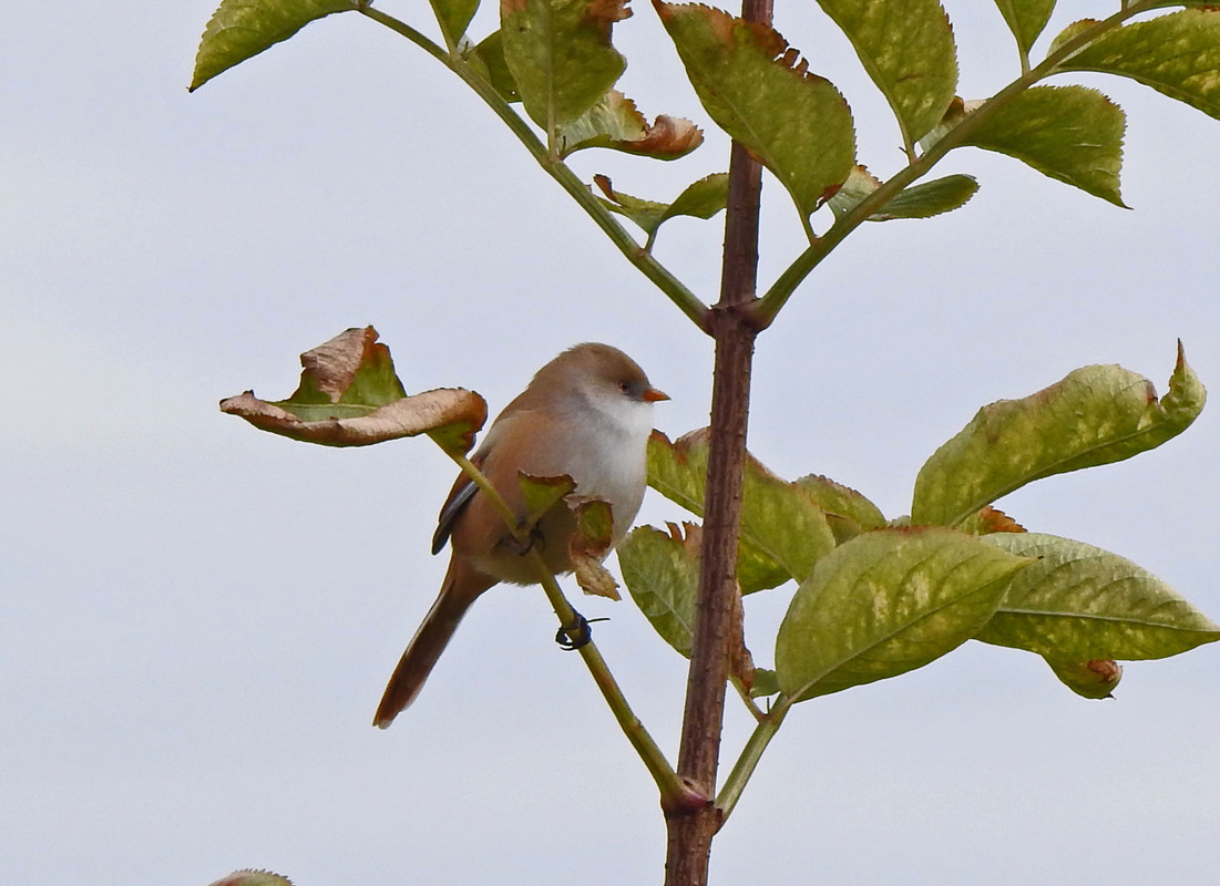 DSCN1220  8.10. wąs.