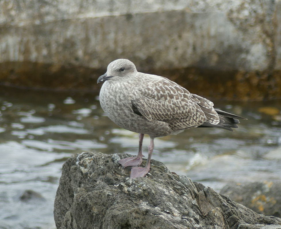 YOUNG HERRING GULL 3 17824