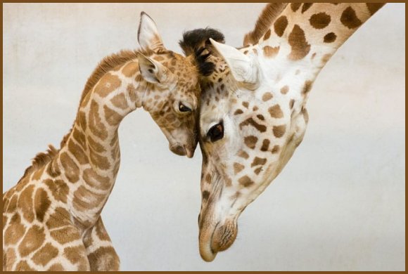 girafe.jpg