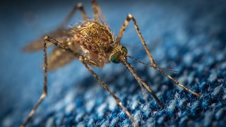 Ilustrasi nyamuk Aedes aegypti sedang menghisap darah dari tangan manusia.