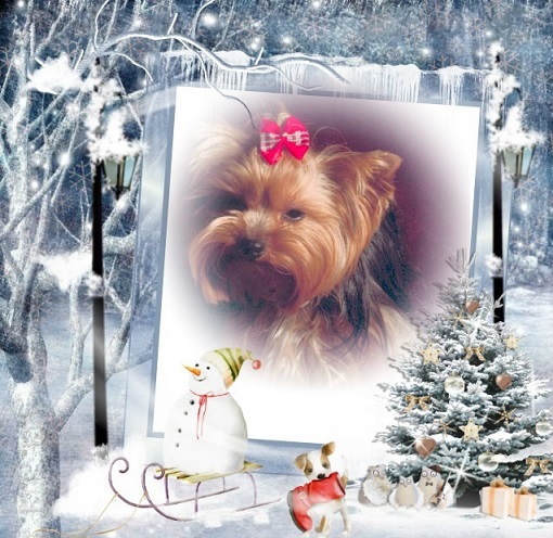 pixiz 23 12 2025 18 11 40