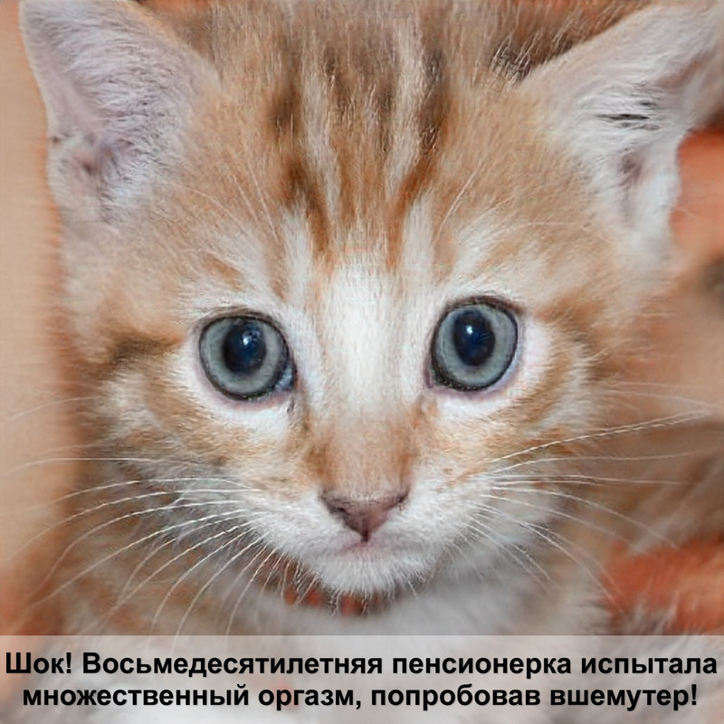 тигровый окрас шотландских кошек