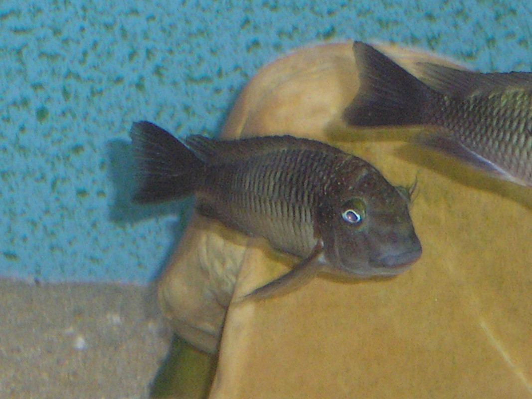 tropheus moorii zongwe (4)