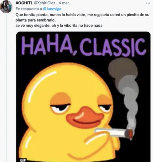 Foto de planta de marihuana y serpiente se viraliza, ¿Qué es más peligroso?