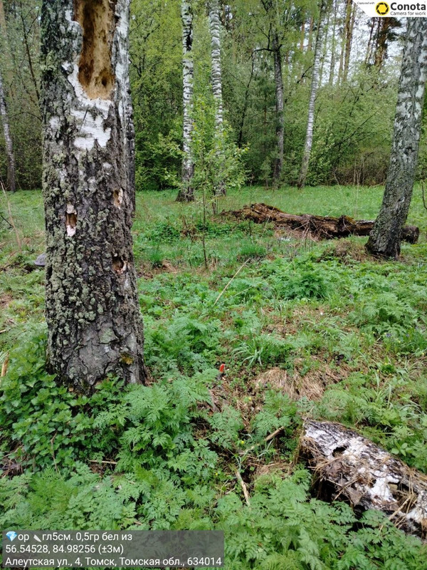photo 2026 05 17 07 49 53
