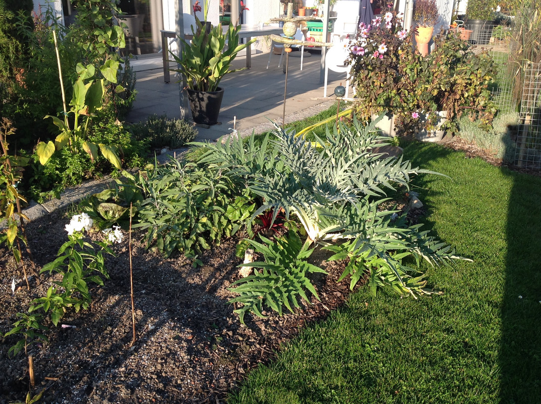 Garten Impressionen 25. Okt. 2015 (8)