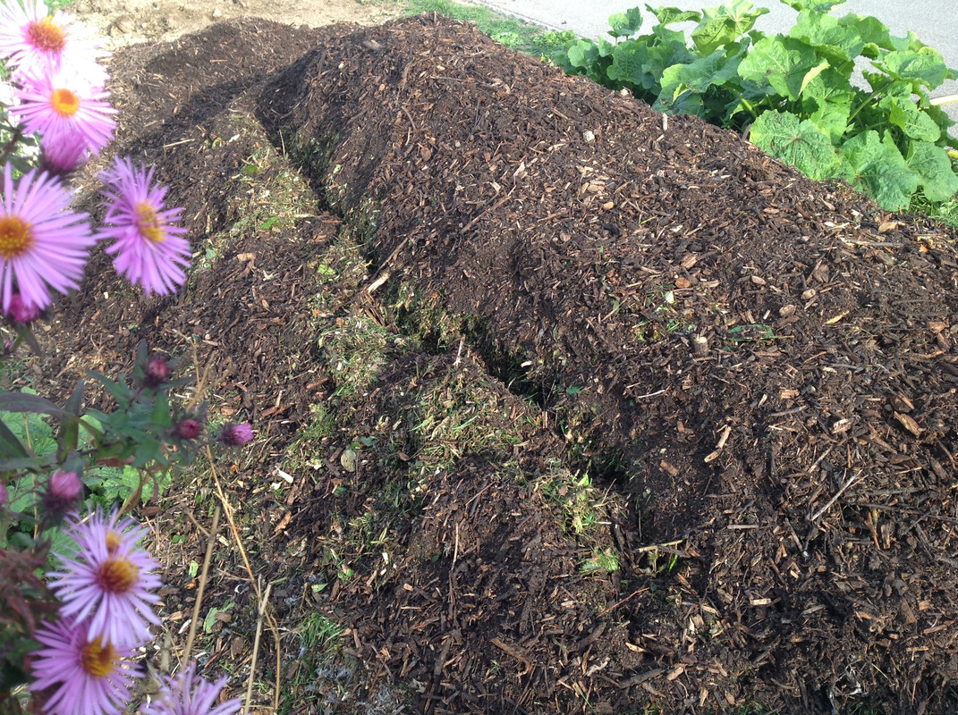 Kompostmiete Aus Drei mach Eins 3.Okt. 2015 (15)