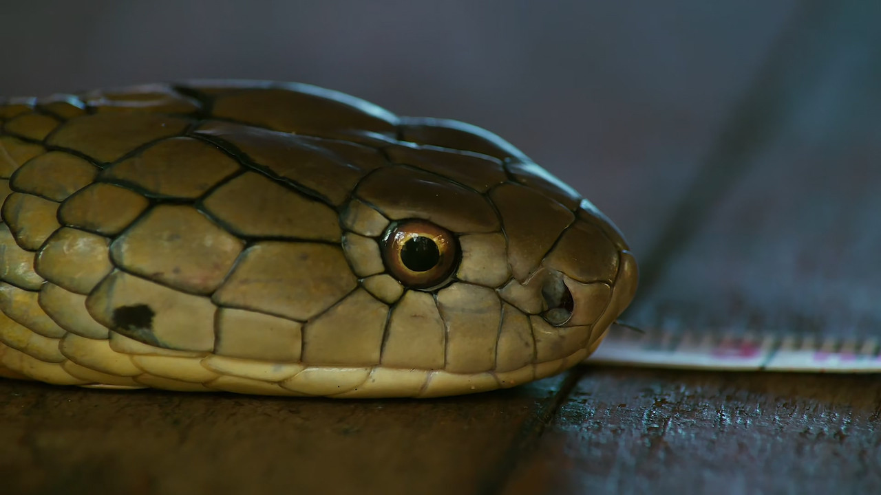 [HR] Thailand - Earth's Tropical Paradise S01E02 [BBC Two 1080p x265]_11