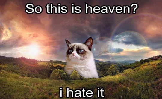 Grumpy-Cat-Dead.jpg