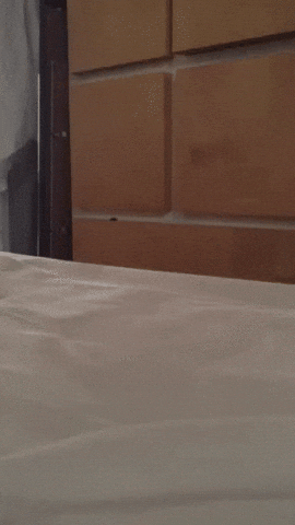 cat-peeking-2.gif