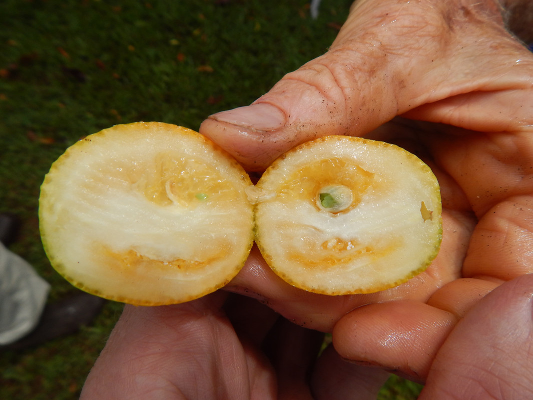 inside-sweet-meiwa-kumquat.jpg