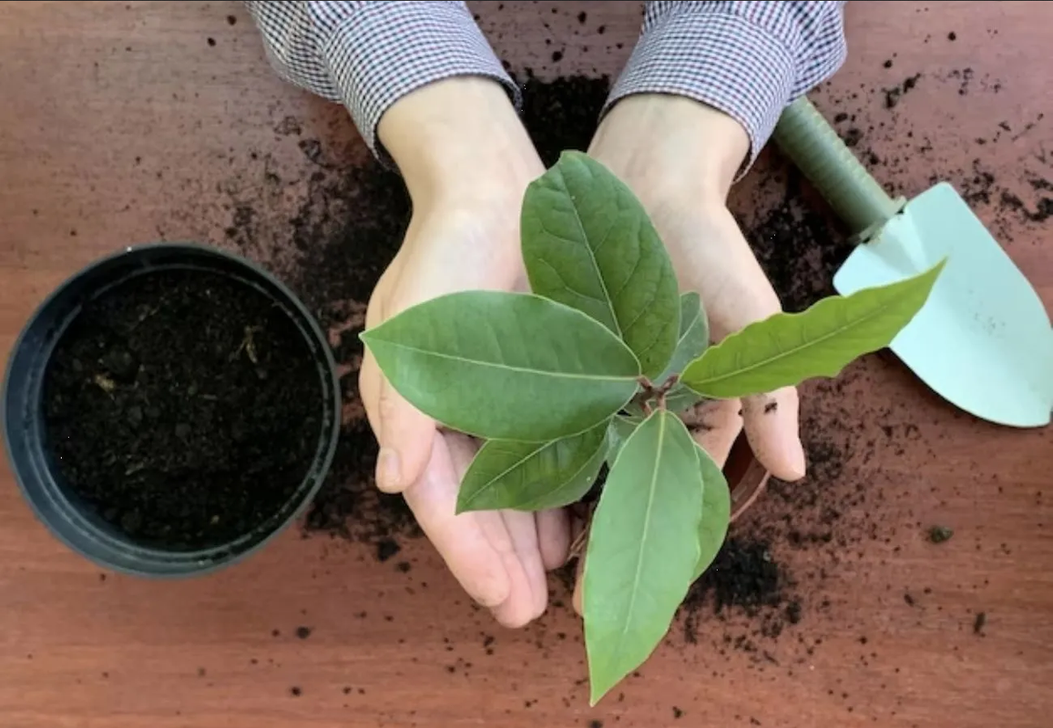 ¿Cómo se cultiva la planta de laurel? Sigue estos consejos de jardinería