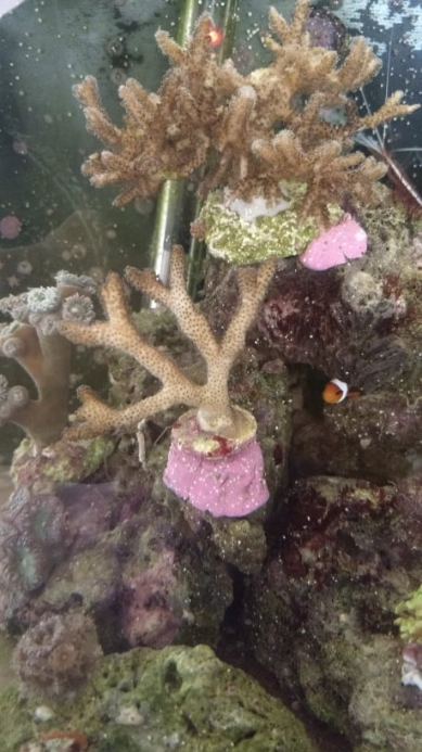 Screenshot_2020-05-17 98375872_264594654922544_1273865782207447040_n jpg (immagine JPEG, 459 × 816 p