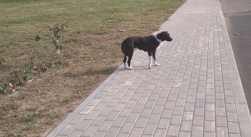 dogs at Belneft station 5