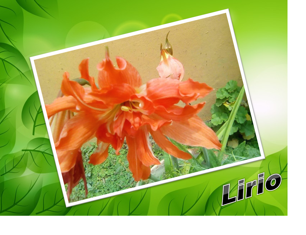 Lirio.png