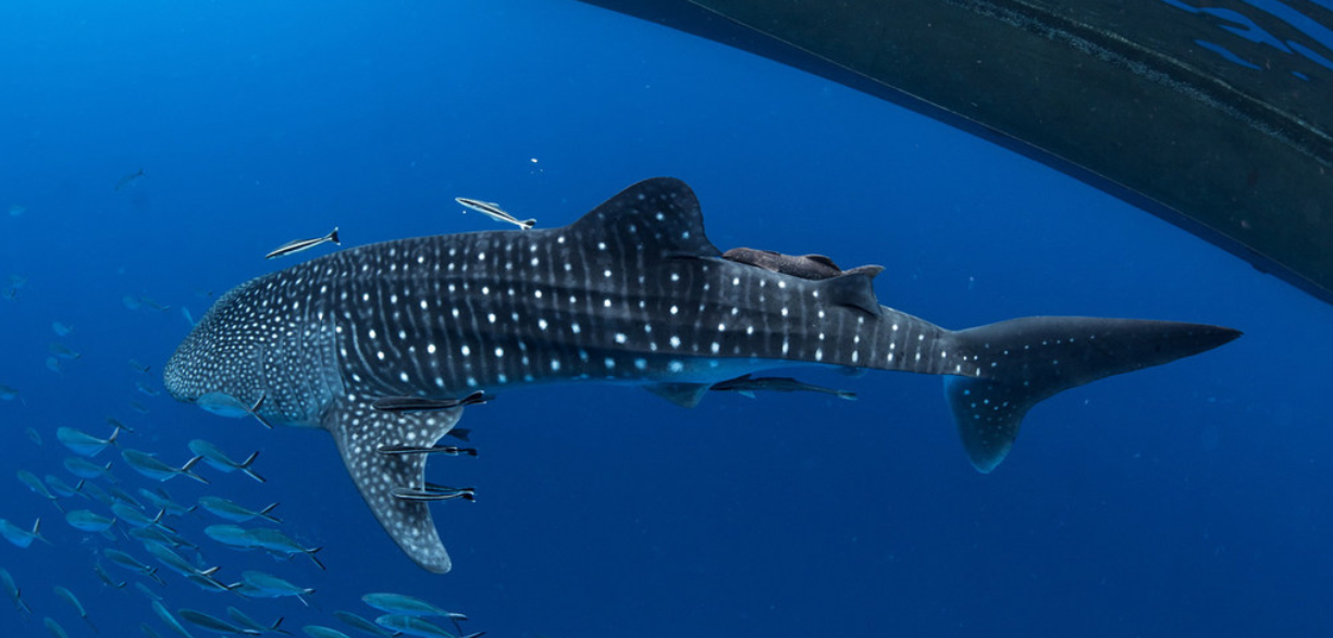 UN report shows one million species face extinction UN report shows one million species face extinction