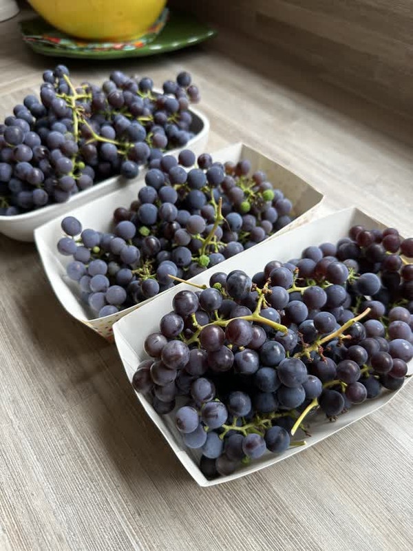 gardening, grapes, grapevine