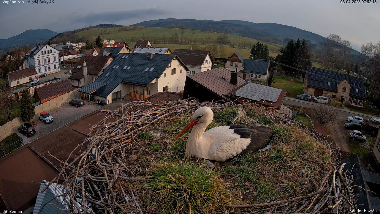 Živá kamera - Mladé Buky - čapí hnízdo 4K 12-16-43 screenshot
