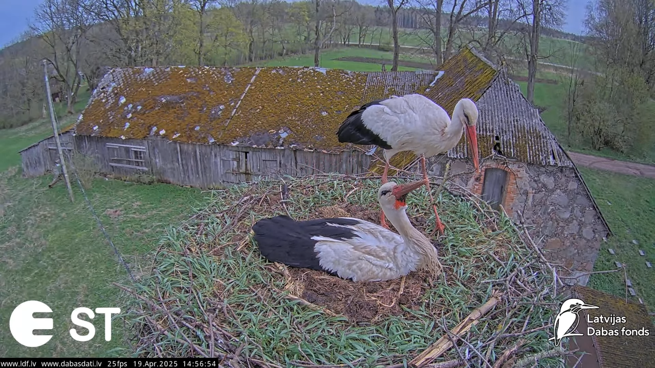 (35) Baltie stārķi (Ciconia ciconia) Tukuma novadā __ White storks in Tukums, Latvia - YouTube - 888