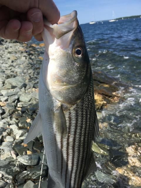 6-3 Striper Popper 3
