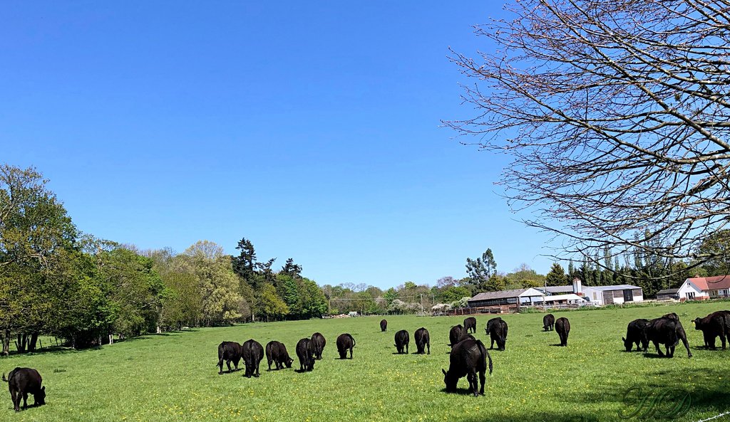 animals-cattle-black-field-HD.jpg