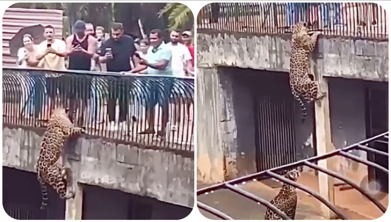 Captan destreza asombrosa de jaguar, escala su jaula en el zoo: video