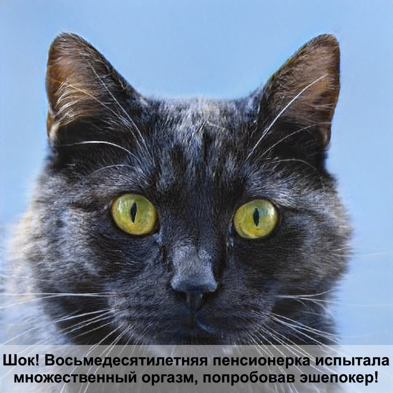 белые выделения у кошки