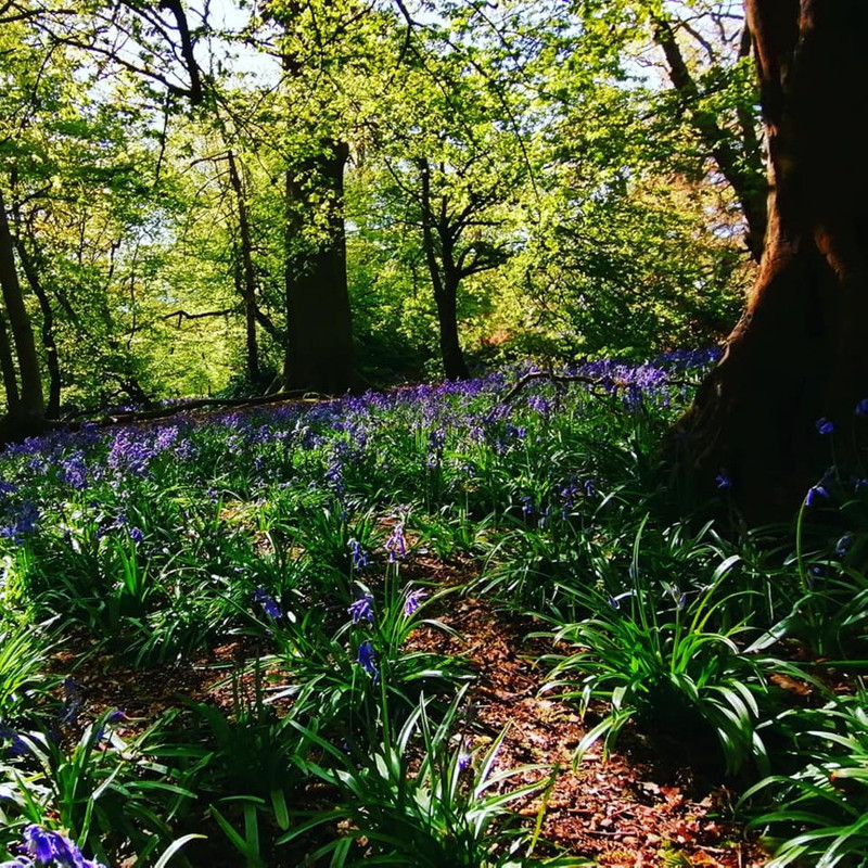 wood-bluebells-beautiful.jpg