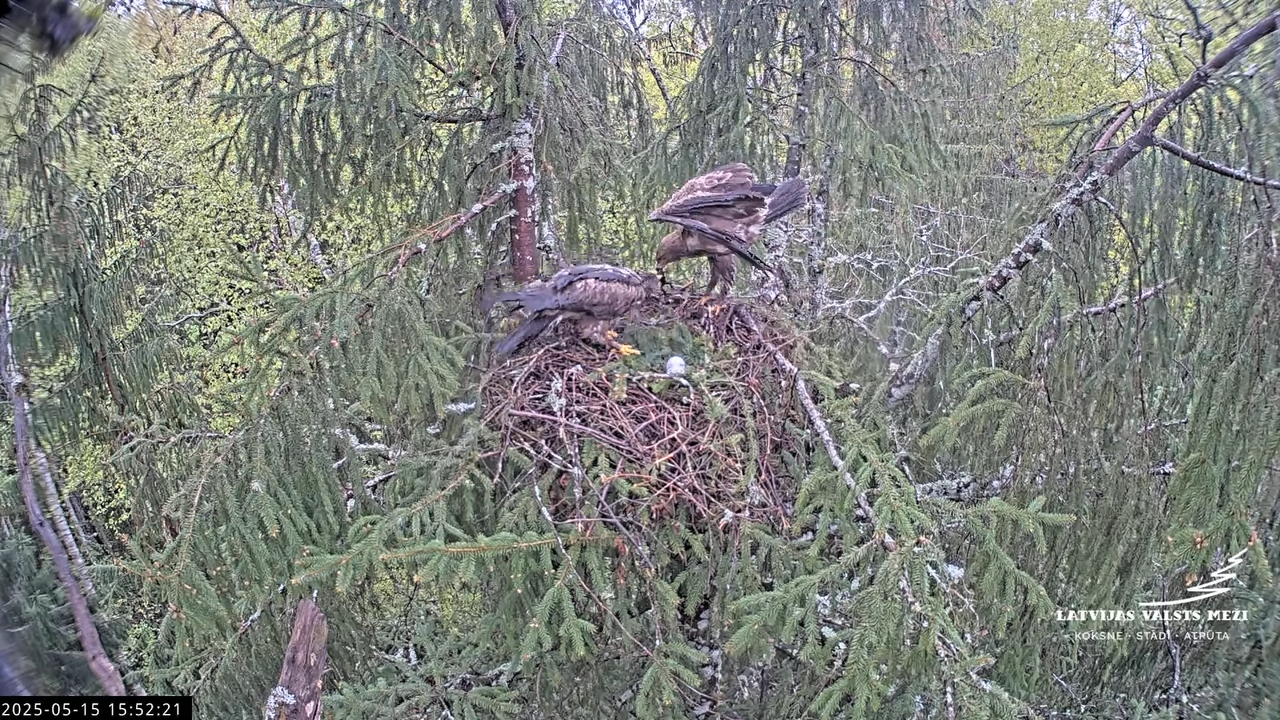 LVM mazais ērglis Lisiņa, egle2 – Lesser Spotted Eagle 14-30-31 screenshot (1)