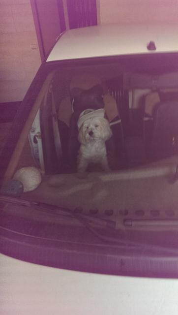 volghan hosseini (102)