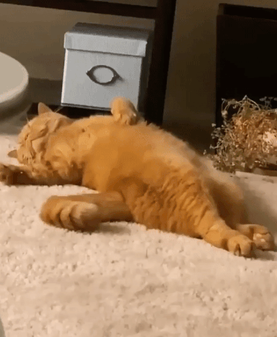 Catbigorangem-gif-maker.gif