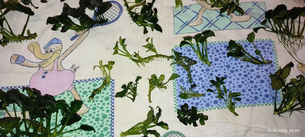 viber изображение 2026 03 03 20 06 30 267