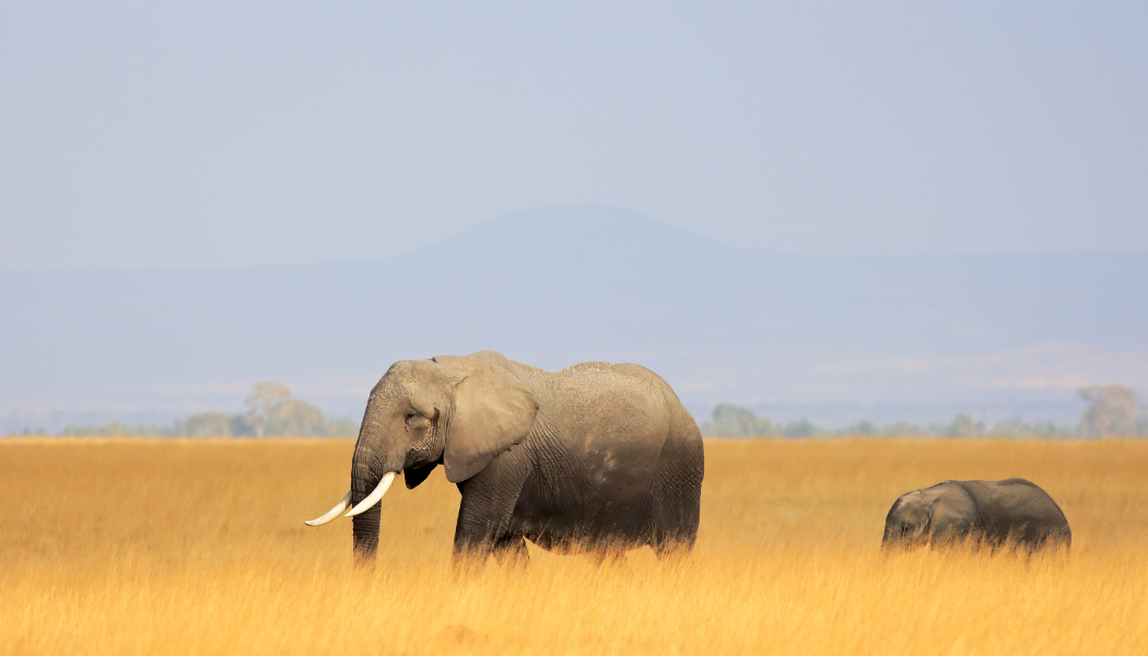 Amboseli luxury safari lodge