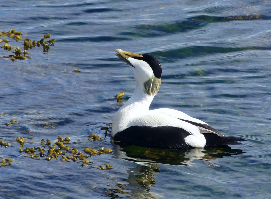 EIDER DUCK 17 020624