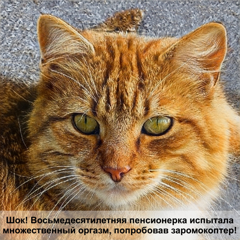 сибирская кошка шерсть гипоаллергенная