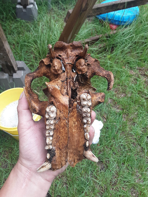 Underside of boar skull