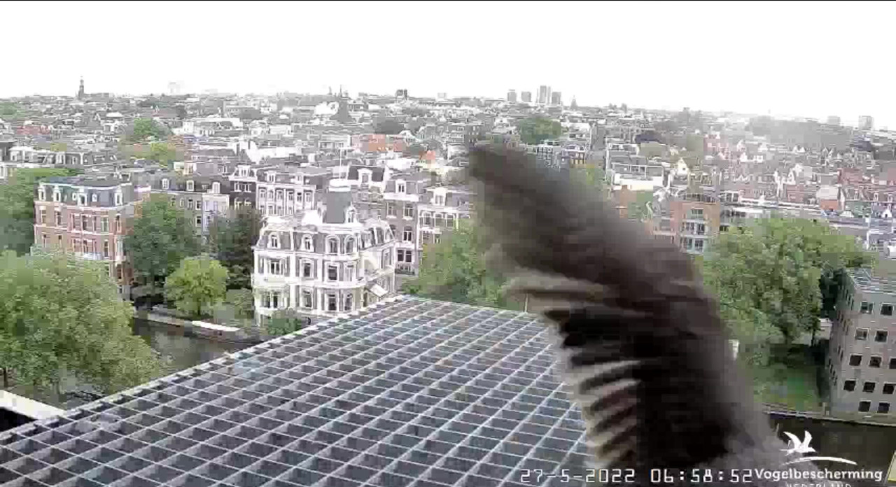 Amsterdam/Rijksmuseum screenshots © Beleef de Lente/Vogelbescherming Nederland - Pagina 9 Video-2022-05-27-065948-Moment-5