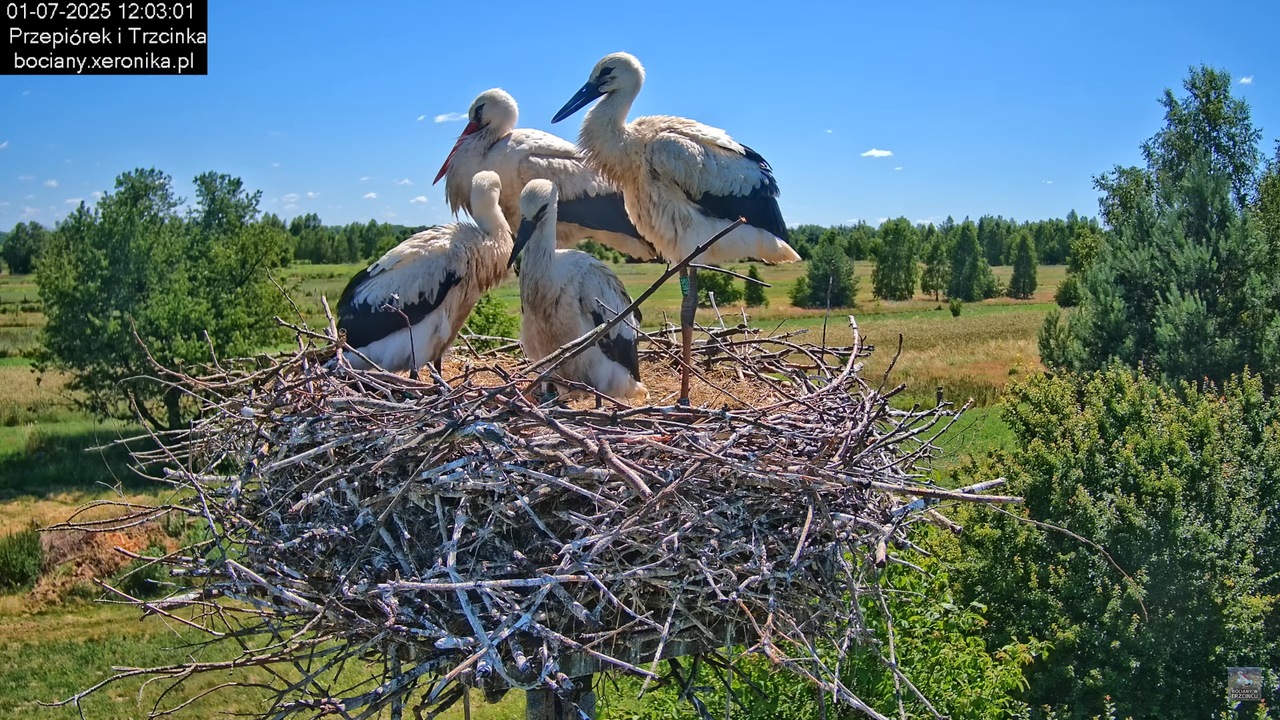 01072025bociany31