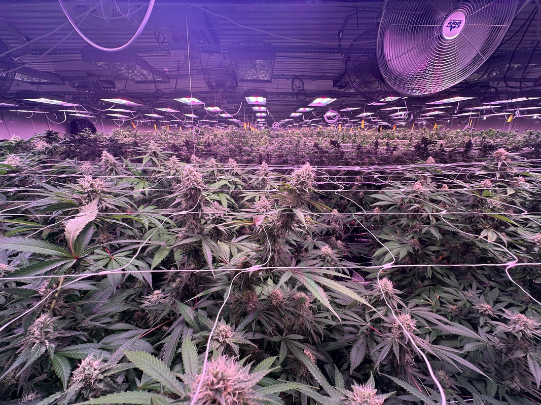 Med-Weed