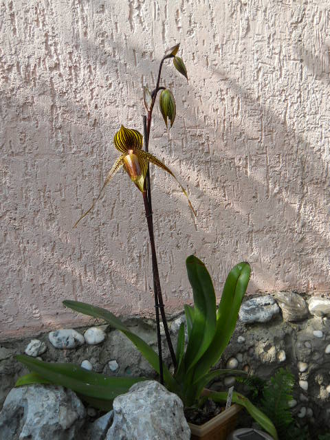 DSCN6512