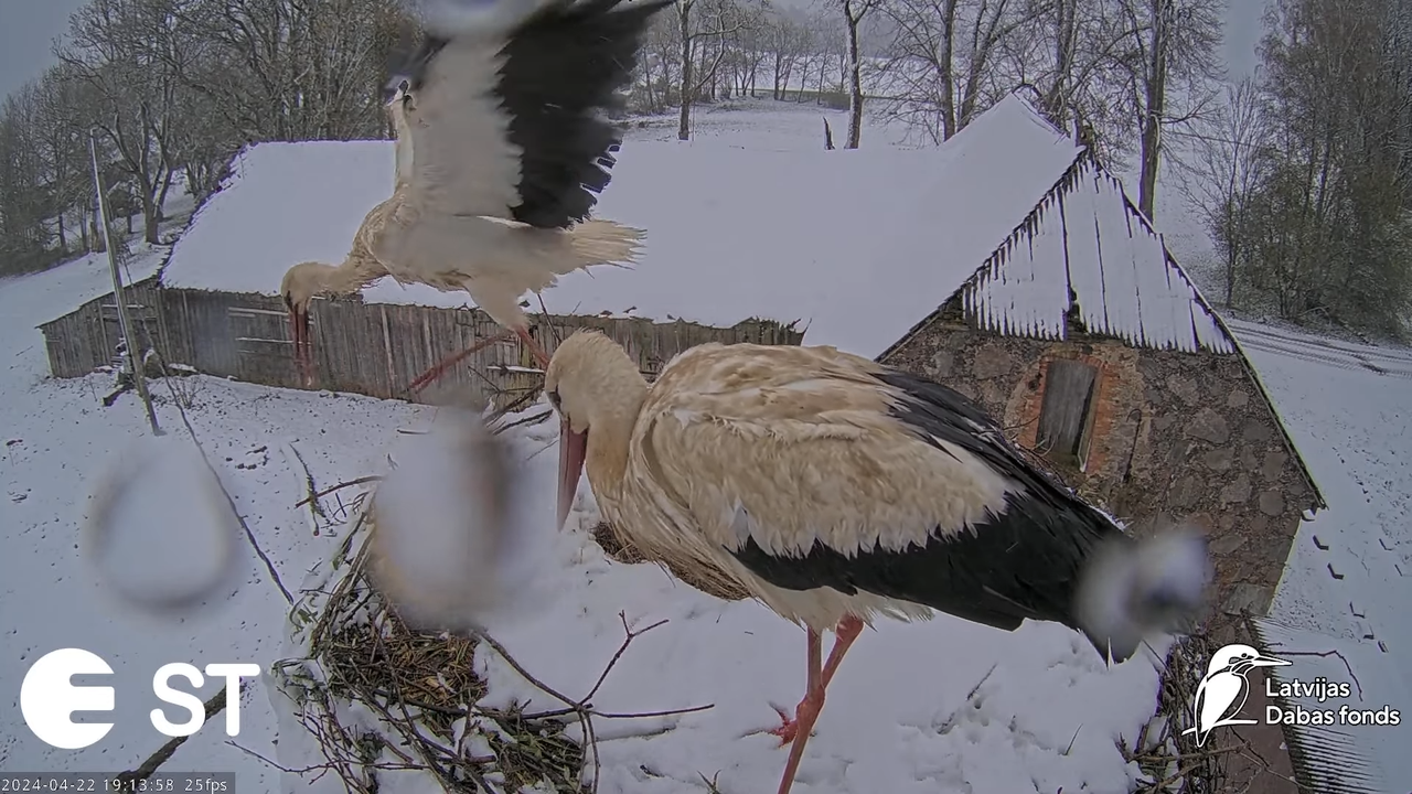 Baltie stārķi (Ciconia ciconia) Tukuma novadā - LDF tiešraide __ White storks in Tukums, Latvia 12-4
