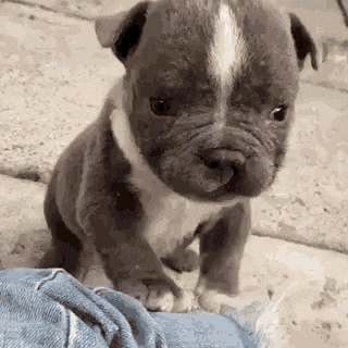 Puppy-Says-Hi.gif