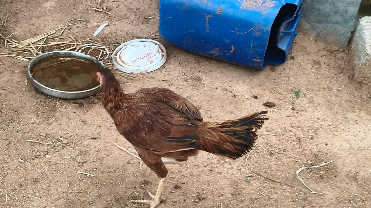 🐑