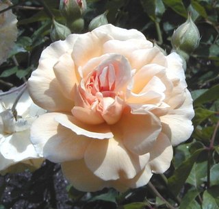 Rosa-Buff-Beauty
