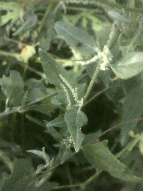 P1050443-0.1... (1024)