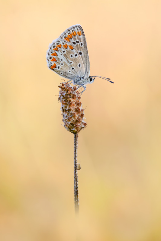 Kleiner Sonnenröschen Bläuling