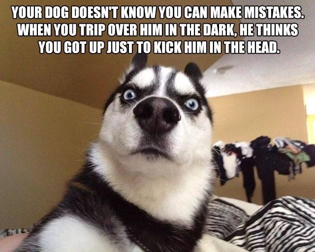 dog-human-mistakes.jpg