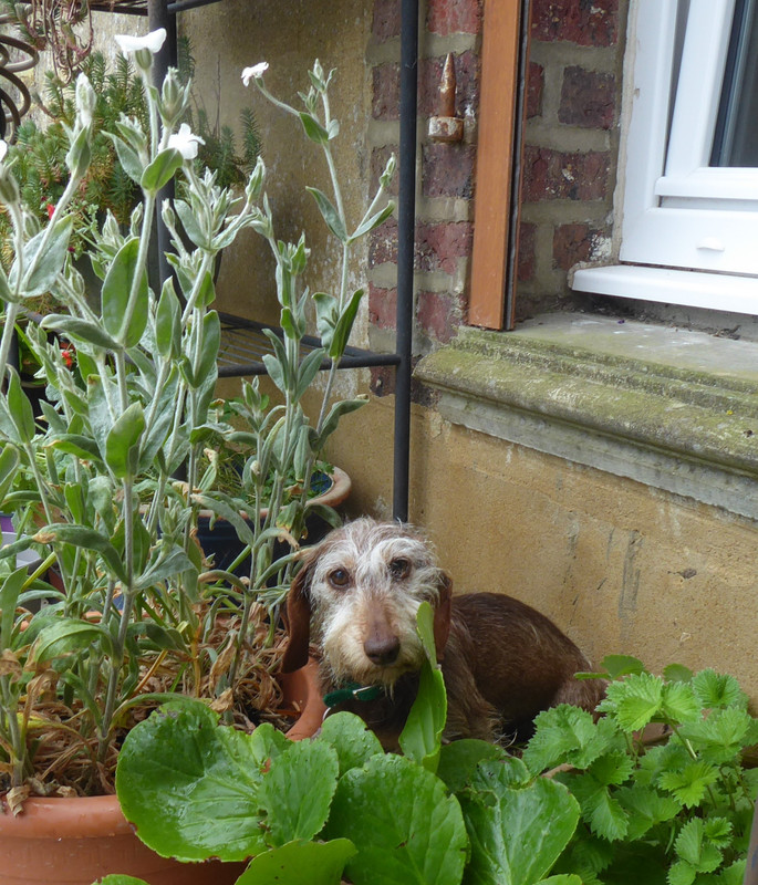 [Image: P1030183.jpg]