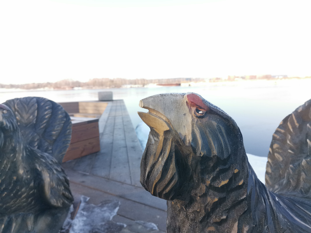 IMG_20230122_сломали клюв глухарю