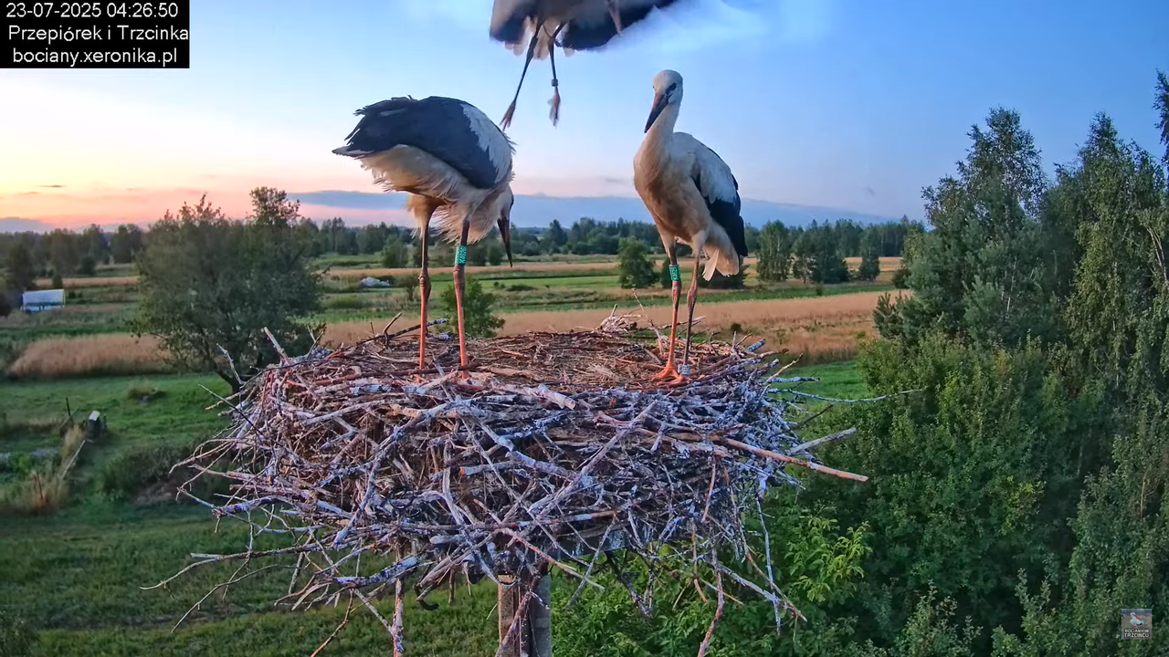 23072025bociany1
